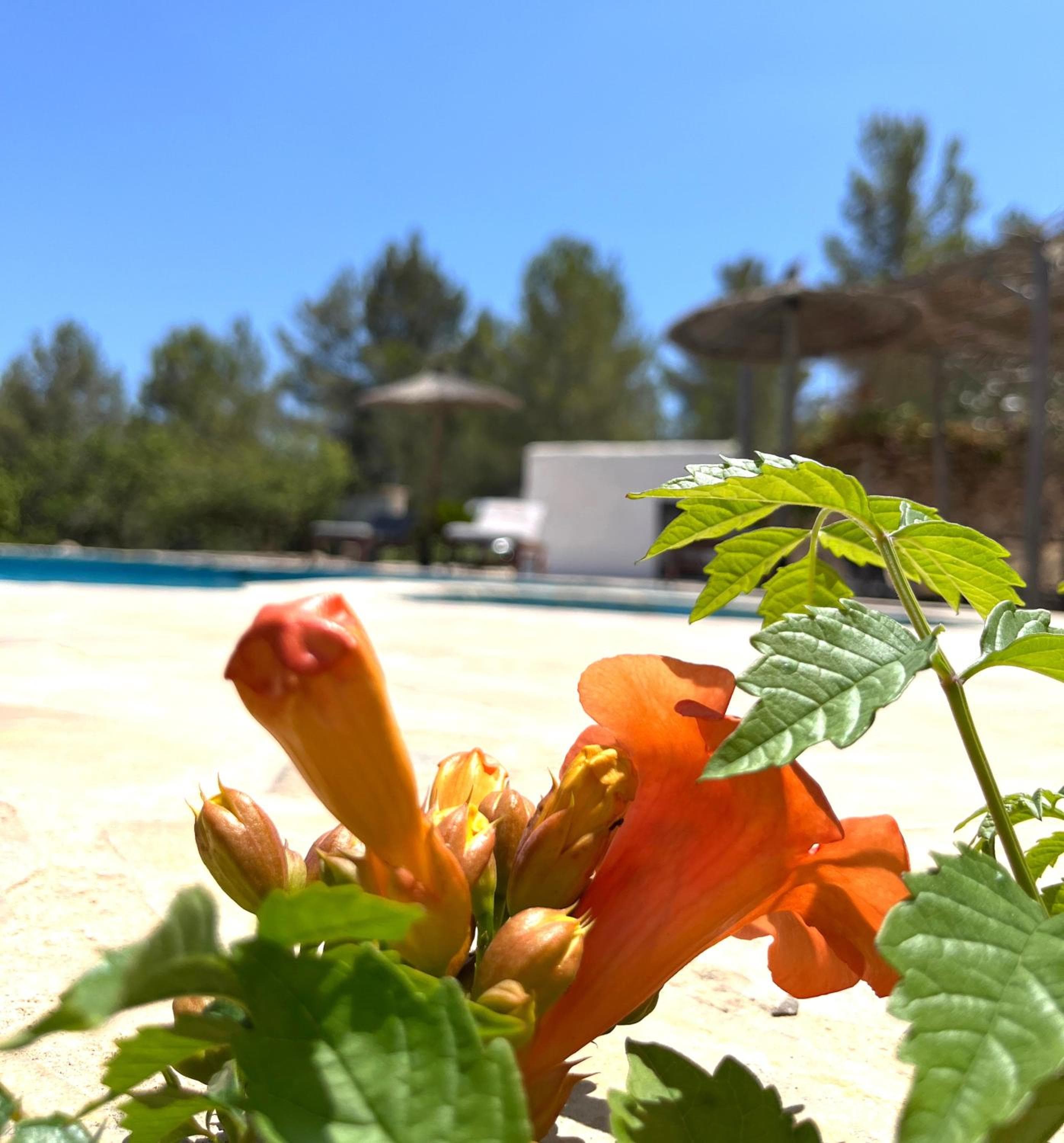 Villa Can Mestreso Suite Ibiza — 10