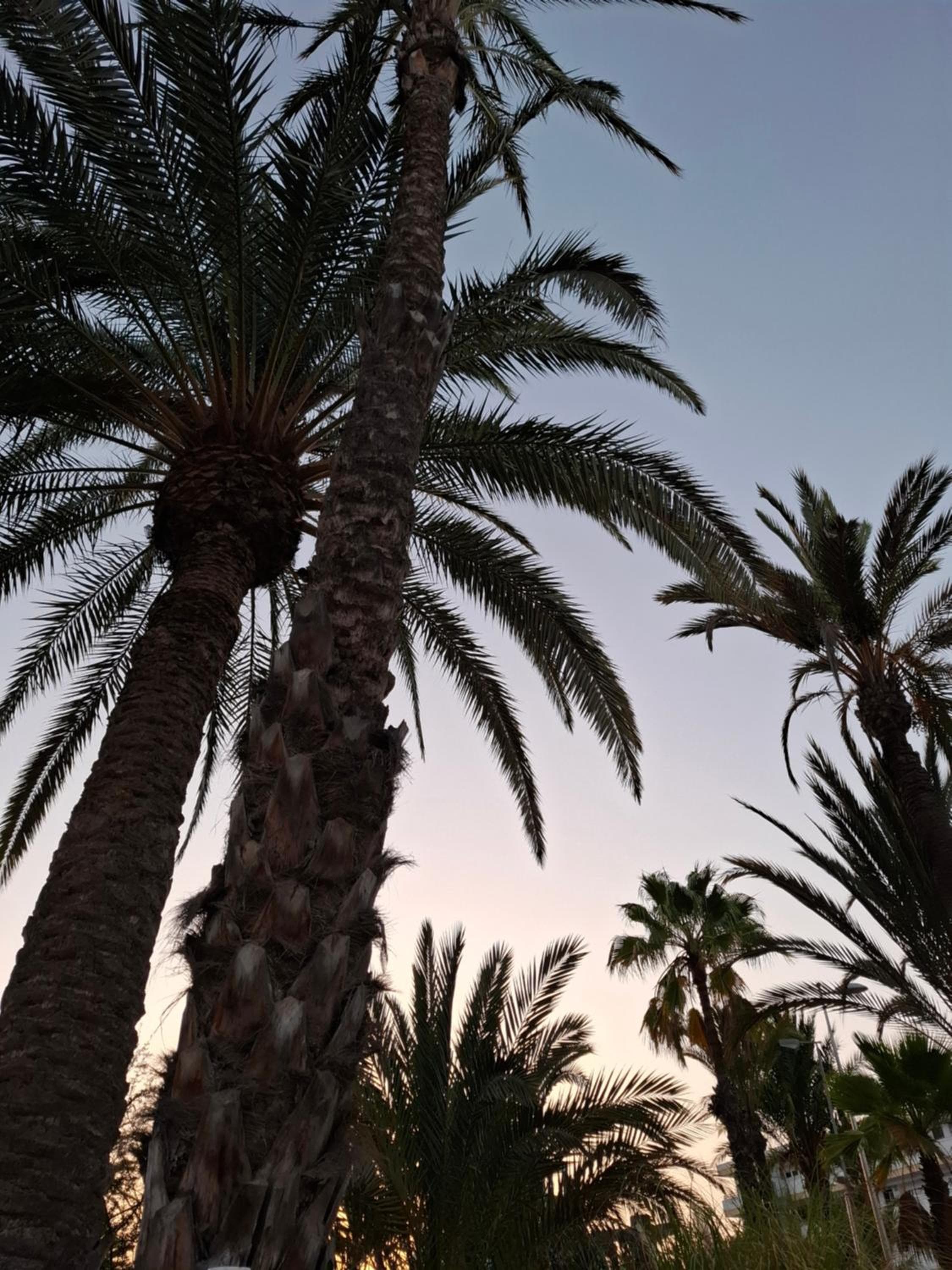Golden SOLYMAR — 3