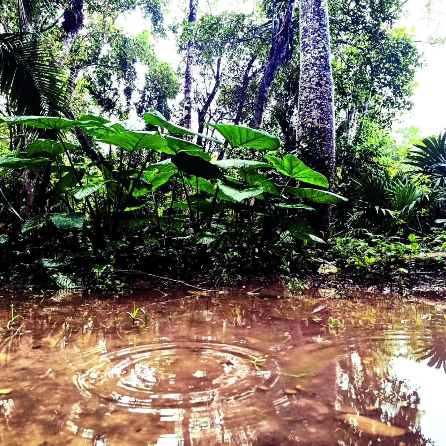 Rancho Los Jaguares — 16
