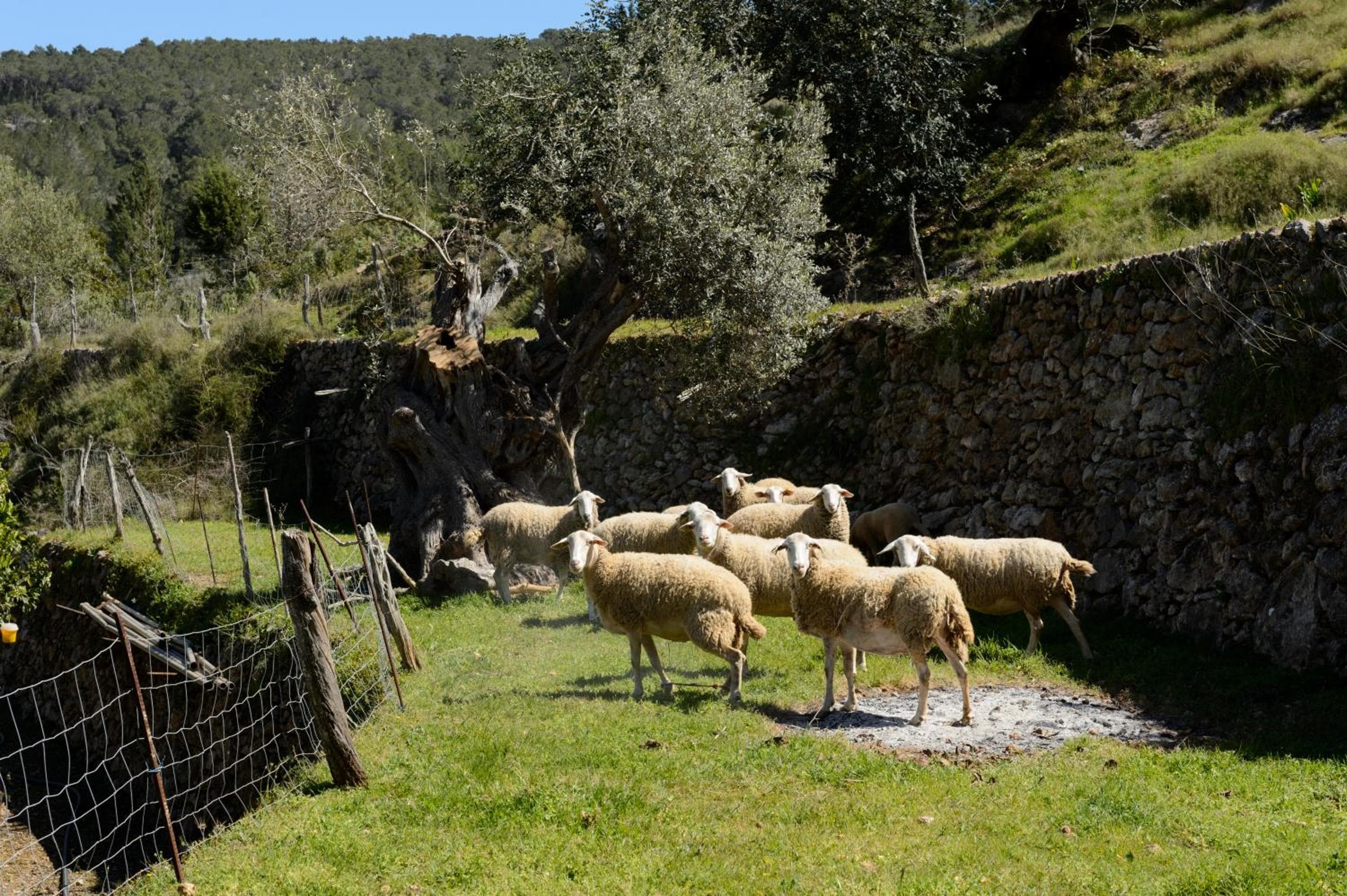 Valley Club Ibiza - Boutique Agroturismo — 23