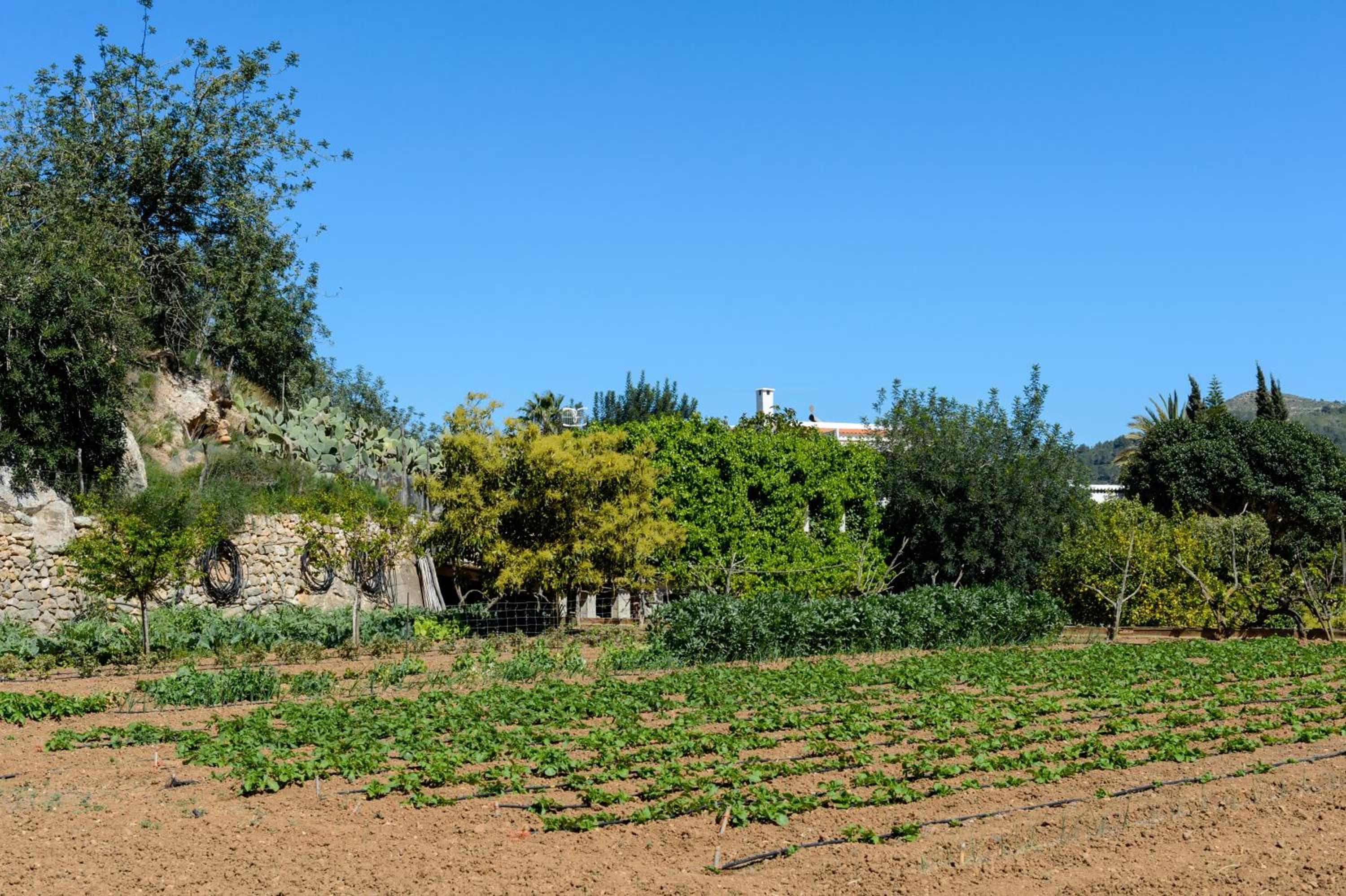Valley Club Ibiza - Boutique Agroturismo — 14