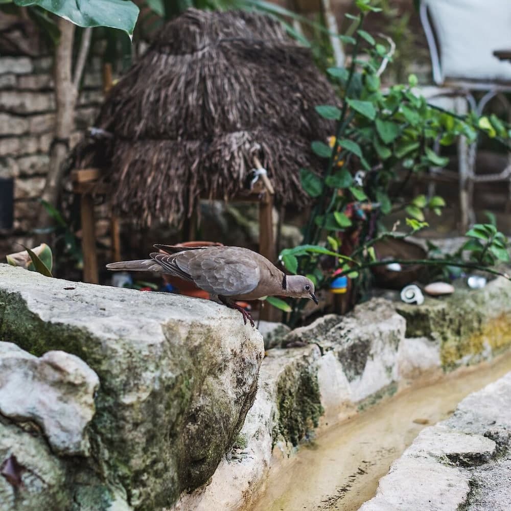 Hotel La Semilla, Playa del Carmen, a Member of Design Hotels - Adults Only — 4