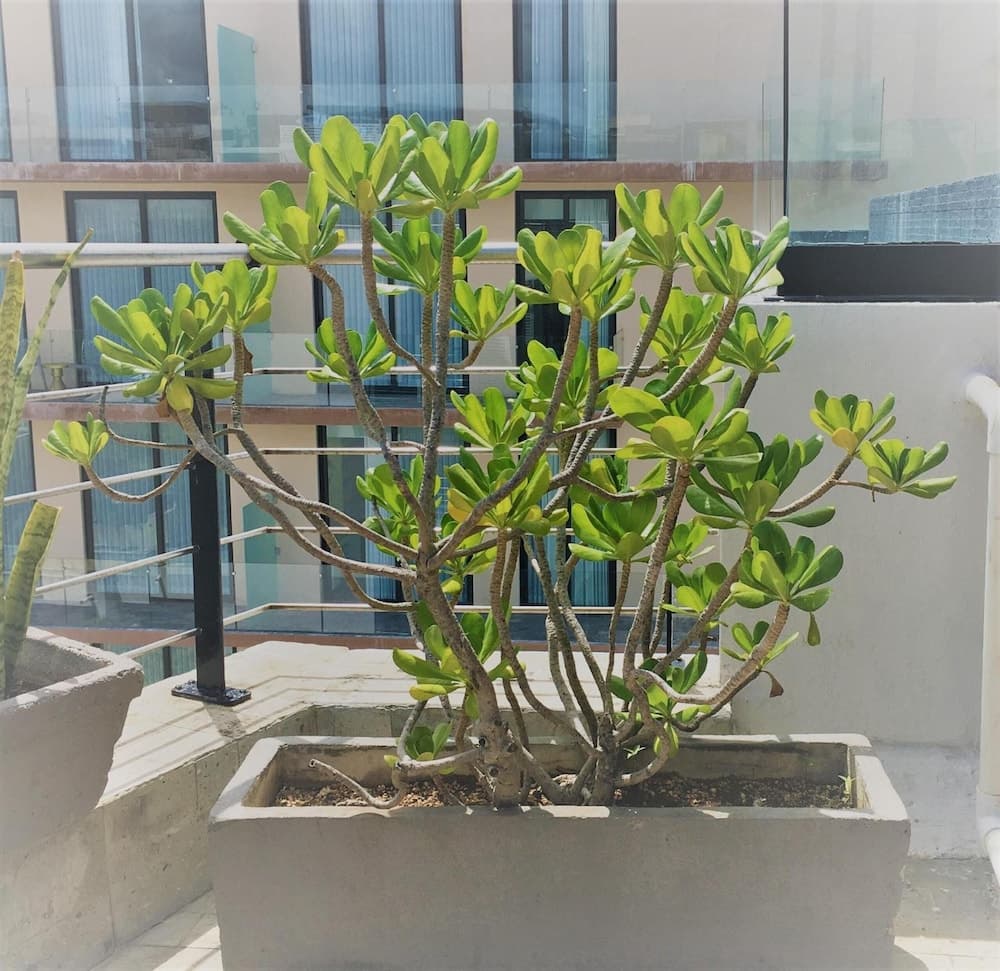 Sole Suites — 26