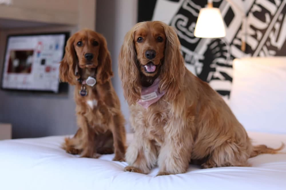 Radisson RED V&A Waterfront, Cape Town hotel, Silo 6, South Arm Road, V&A Waterfront, Cape Town, Western Cape, 8001, South Africa — photo 3