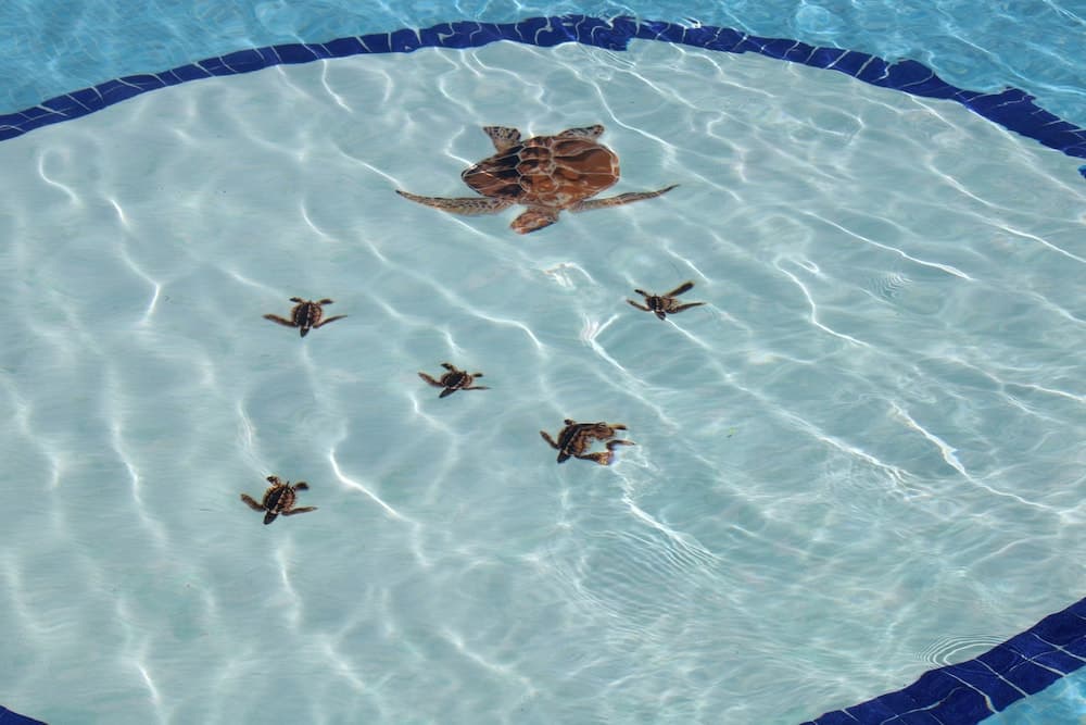 Hotel Bsea Cancun Plaza — 15