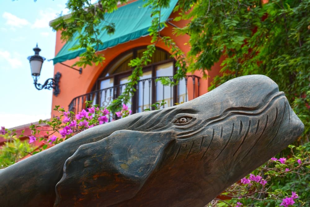 Collection O Casa Bella Hotel Boutique, Cabo San Lucas — 3