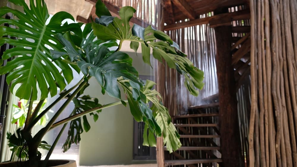 Loba Tulum Solo Maschi — 26