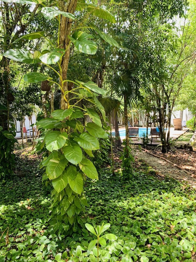Ecovergel Riviera Maya Boutique Hotel — 2