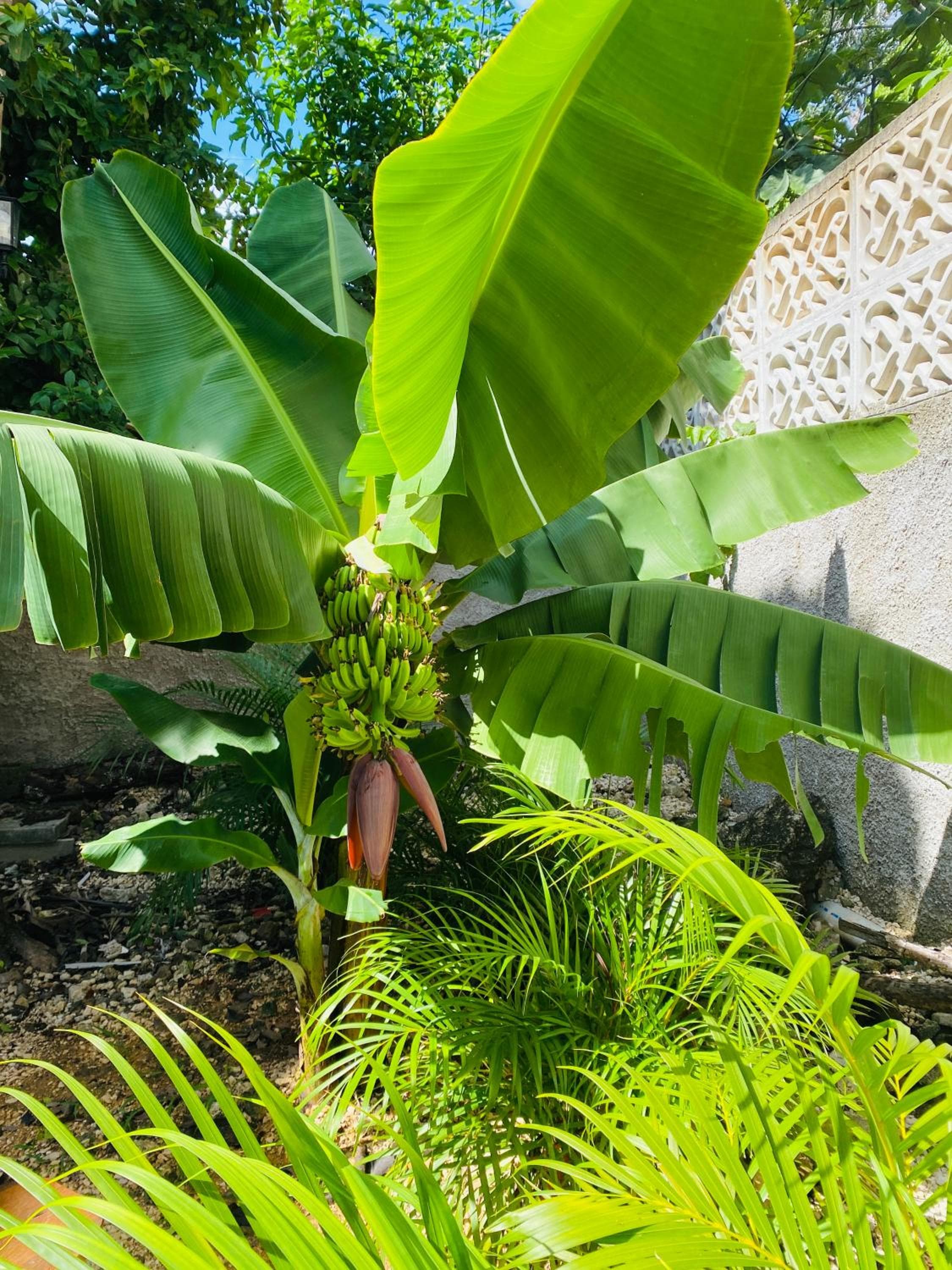 Jaakbal Tulum — 18