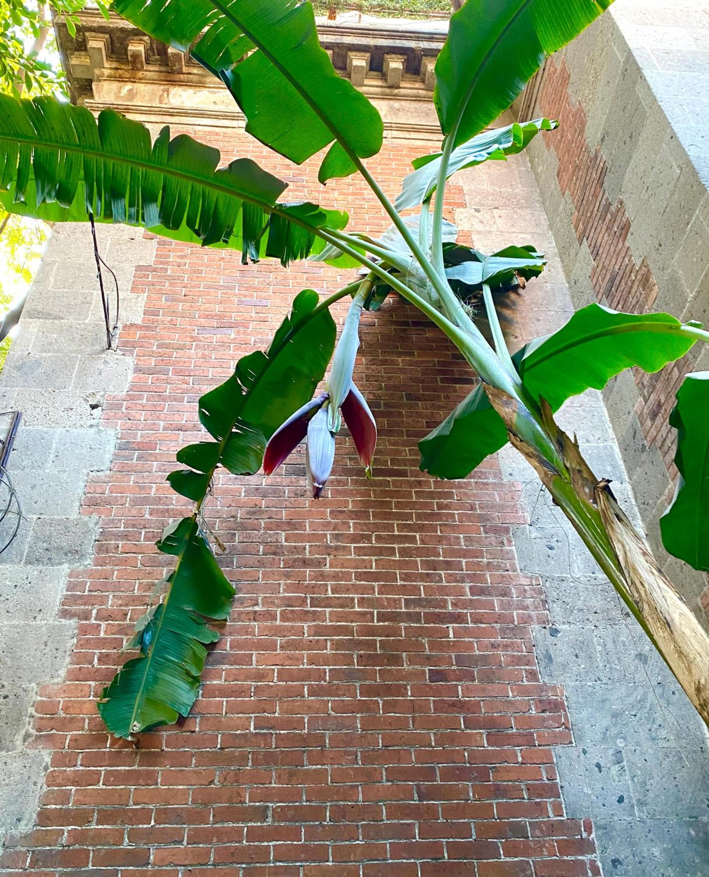 Maison du comte — 4