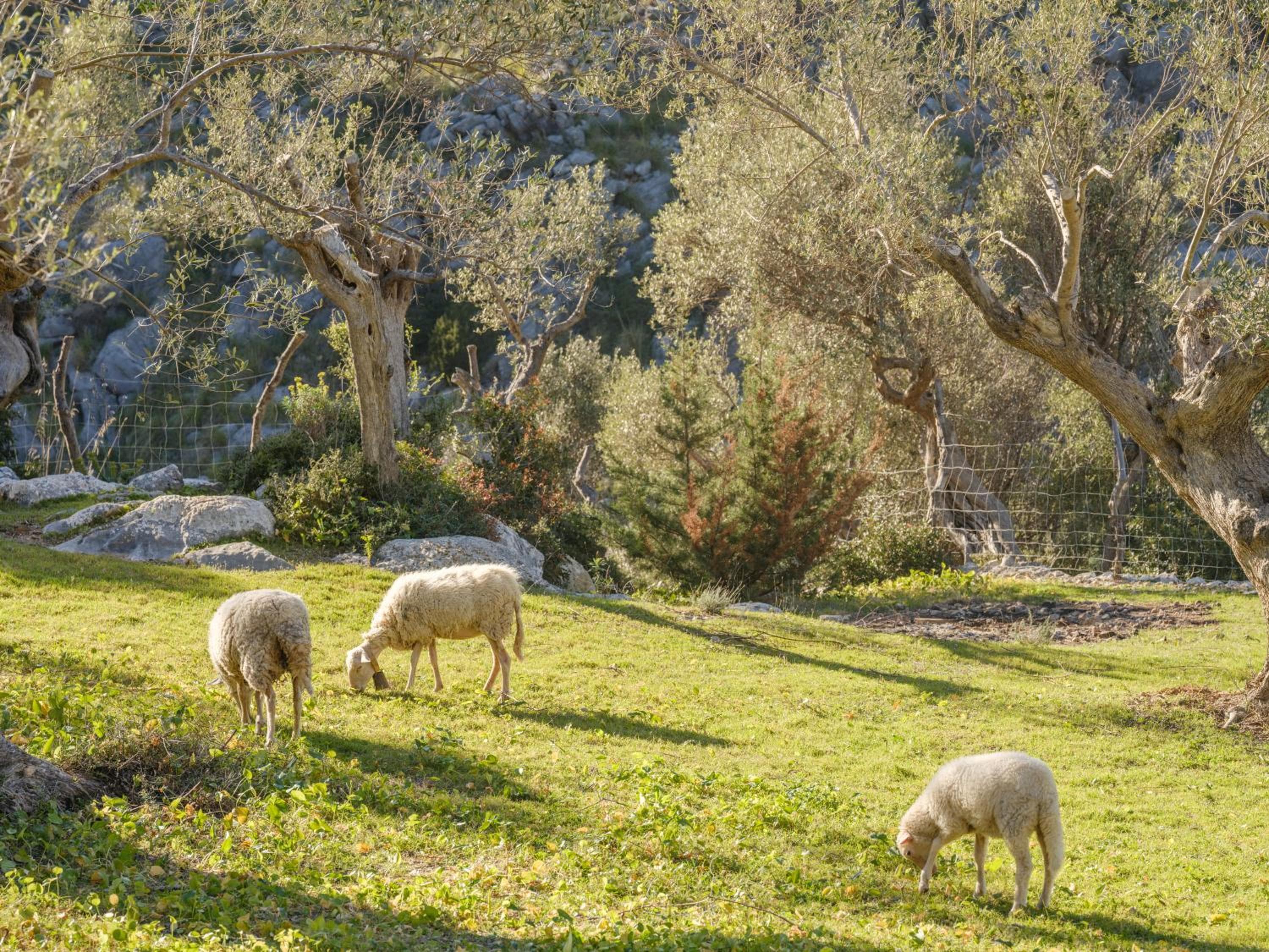 Agroturismo Muleta de Ca S'hereu — 6